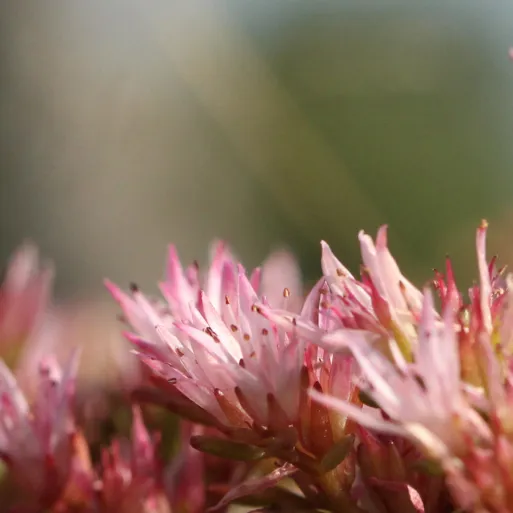Blühende Sedum-Dachbegrünung als Beispiel für geförderte Gründach-Kosten