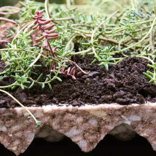 Schichten einer Dachbegrünung mit Substrat und Sedum Pflanzen im Detail für Selbstbau Systeme
